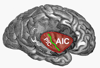 Illustration for article titled Researchers discover what romantic movies do to your brain